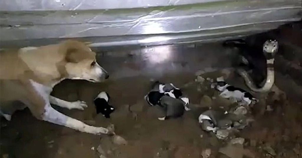 Γενναία σκυλίτσα προσπάθησε να διώξει μια κόμπρα που σκότωσε 2 από τα κουταβάκια της (βίντεο)